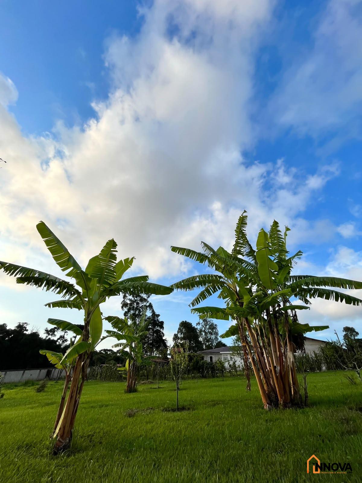 CHÁCARA NA COLÔNIA ZACARIAS PARA VENDA  – SÃO JOSÉ DOS PINHAIS - Foto 10